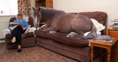 85 ‘Cursed Images’ That Are Wrong On Every Level (New Pics)