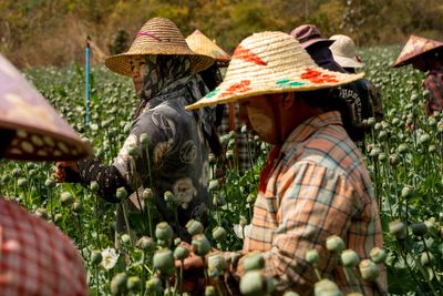 ‘We do this to survive’: Harvesting opium poppies in Myanmar’s Shan State