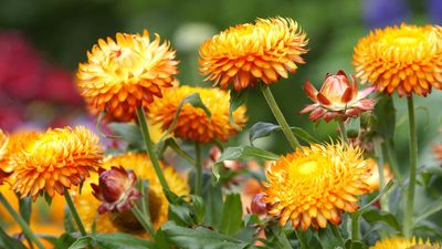 How to grow strawflowers – for bold summer color, perfect stems for cutting, and long-lasting dried displays