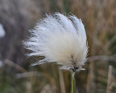 Country diary: This hardy survivor is brightening up the moors