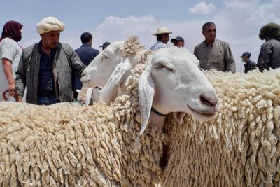 Drought, rising prices and dwindling herds undercut this year's Eid al-Adha in North Africa