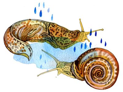 Why do so many slugs and snails appear after it rains? The kids’ quiz