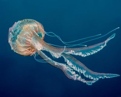 What links jellyfish, golden tortoise beetle and sea angel? The Saturday quiz