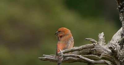This bird species which may have a 'Scottish accent' is found only in Scotland