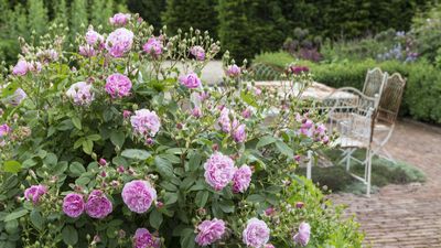 Best roses for small spaces – 5 brilliant blooms for pots or narrow borders that will transform compact gardens