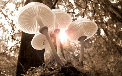 The science-backed way that mushrooms can boost energy and metabolism naturally