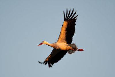 Return of white storks to the UK described as ’emblem’ for nature recovery