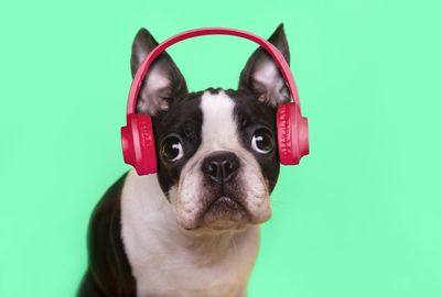 The animals that keep a beat
