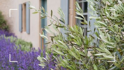 How to care for an olive tree: a comprehensive guide to keep your Mediterranean plant happy