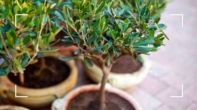 How to care for an olive tree: a comprehensive guide to keep your Mediterranean plant happy