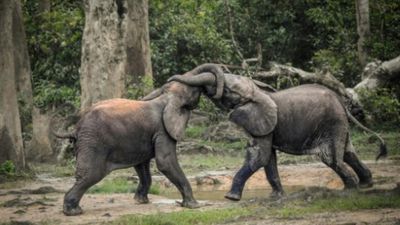 Zimbabwe to cull 50 elephants and distribute meat amid overpopulation crisis