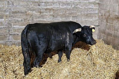 Liam the bull rehomed after unexpected city break across Birmingham