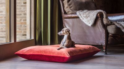 I test cleaning tips for a living, and this Velcro laundry hack is my favorite way to remove pet hair from clothes in seconds