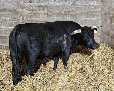 Birmingham’s free-running bull rehomed in Norwich animal sanctuary