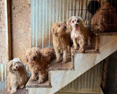 101 dogs rescued from apparent puppy mill in North Carolina