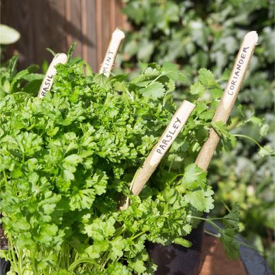 Herbs you should never plant together – avoid these combinations to ensure a thriving herb garden