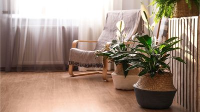 5 places to never grow a peace lily – houseplant experts warn these spots could kill it off