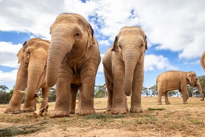 ‘Life that they deserve’: why Australia’s elephants are moving out of city zoos