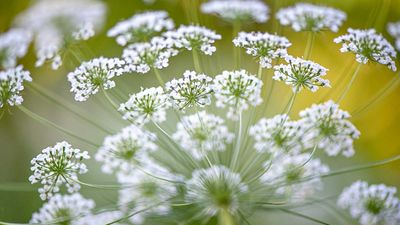 How to grow Daucus carota – discover why the frothy flowers of Queen Anne's lace are perfect for relaxed, naturalistic borders