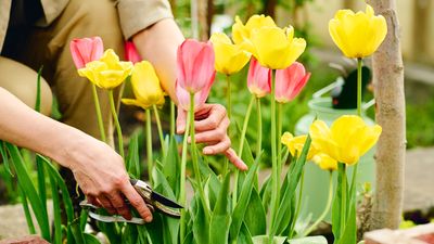 7 easy to grow flowers to plant in June — for a low-maintenance cutting garden