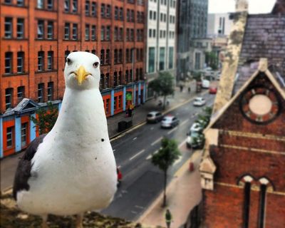 Trying to get rid of noisy, food-stealing gulls is missing the point – it’s humans who are the pests