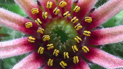 I used macro bellows on my camera for the first time to photograph an extreme close-up. The results are breathtaking!