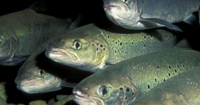 Norwegian firm planning for first UK deep-sea salmon farm