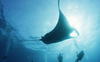 Manta man: film profiles unlikely bond between diver and giant sea creature