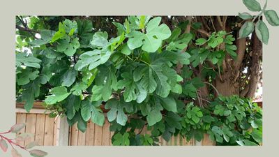 Can you cut overhanging branches from a neighbour's tree? Experts share legal rules and regulations