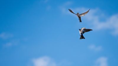 I can’t believe I nabbed this shot of birds in midair with a cheap mirrorless camera. Is this evidence of how far autofocus technology has come, or just dumb luck?