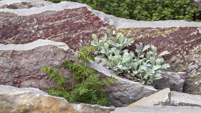 How to start a crevice garden this summer – and transform rocky areas of your yard with alpines, herbs and succulents, even in the shade