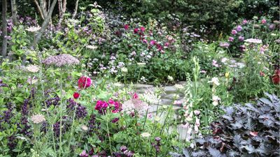 Best umbellifer plants – 5 whimsical, elegant flowers that will dance and delight in borders, softening planting schemes with zero effort