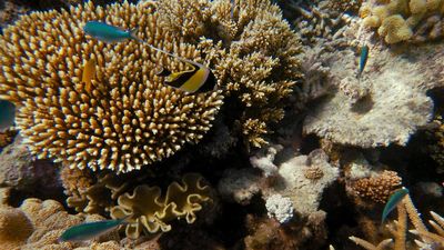 'Lifeline' for coral at risk of rising sea temperatures