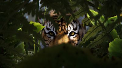 Rust's recently added rainforest is so dense the developers changed how resources spawn because players couldn't find them: 'The jungle was a bit too good at being a jungle'