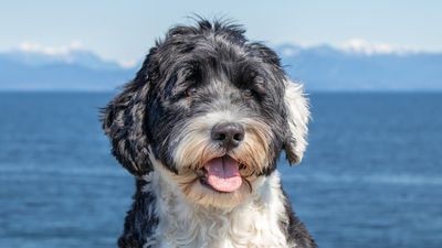 Portuguese Water dogs are bouncy, fun and love to swim but are they the perfect breed for you?