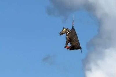 Watch: Runaway pet zebra named Ed is rescued and airlifted to safety in Tennessee