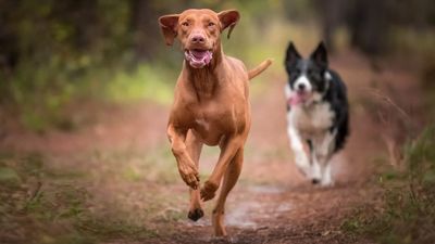 Trainer shares tips for recall training two dogs at once