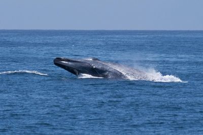Consultation to consider extending ban on destructive bottom trawling fishing