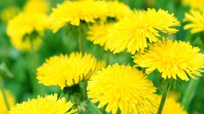 Don't dismiss this prolific plant as an irritating weed – it's actually a climate resilient, secret superfood packed with health-boosting nutrients