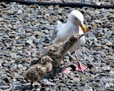 Country diary: Shy gull chicks get nowt