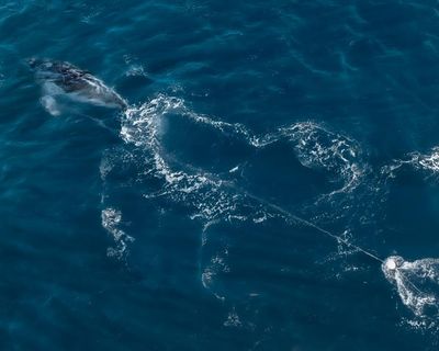 Search continues for humpback whale entangled in drum line off Sydney’s coast