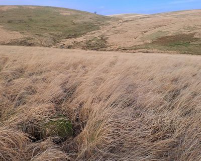 There’s an invader turning huge swathes of Britain into deserts – and these dead zones are spreading