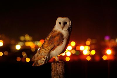 What a hoot! Owl sightings increase in London – and not just in the leafy suburbs