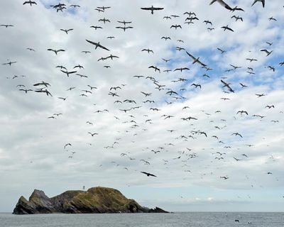 Muckle Flugga by Michael Pedersen review – anything can happen on this remote Scottish island