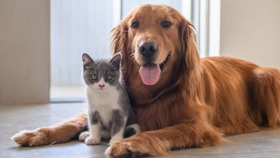 About PetsRadar: who we are, what we do and how to contact us