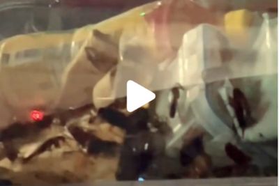 Parked car full of cockroaches gives netizens the shudders