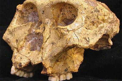 Discovery of two-million-year-old teeth reveals secrets of ancient humans