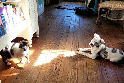 Police officer to face trial for fatally shooting puppy