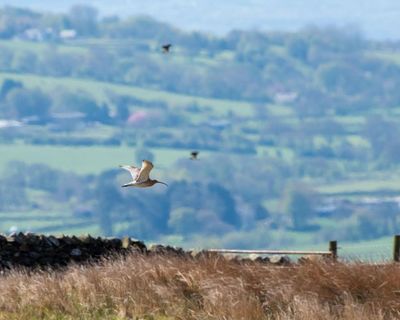 Reform UK backs plan to put swift bricks in every new home in England