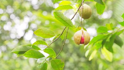 How to grow a nutmeg tree – professional gardeners reveal the secrets behind cultivating the tropical evergreen for treasured spice